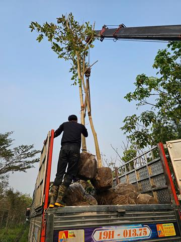 Dịch vụ trồng, chăm sóc cây xanh - Công Ty TNHH Đầu Tư Và Phát Triển Hoàng Kim